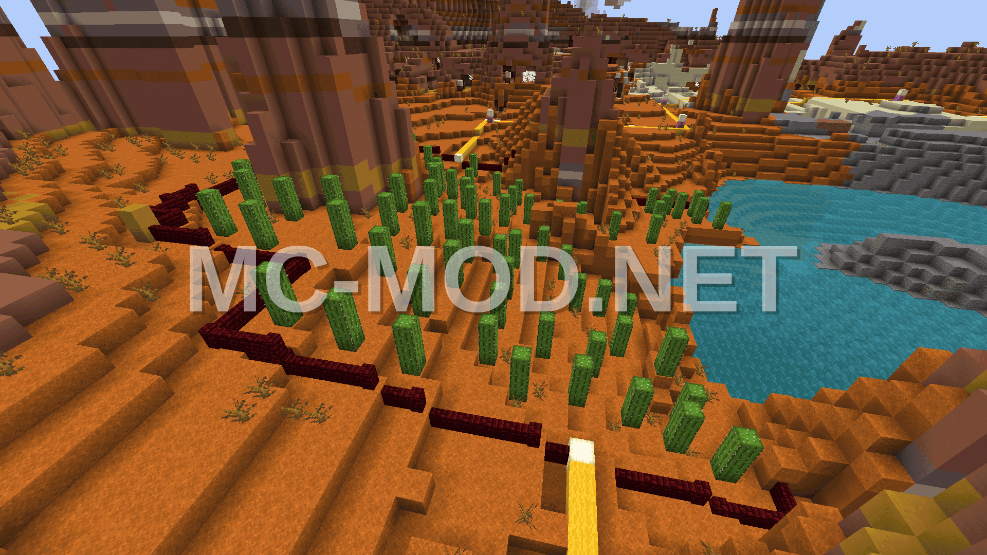 Camel Racing Desert Adventure