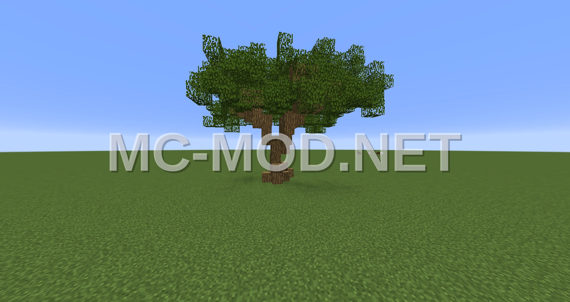 Ancient Oak Tree