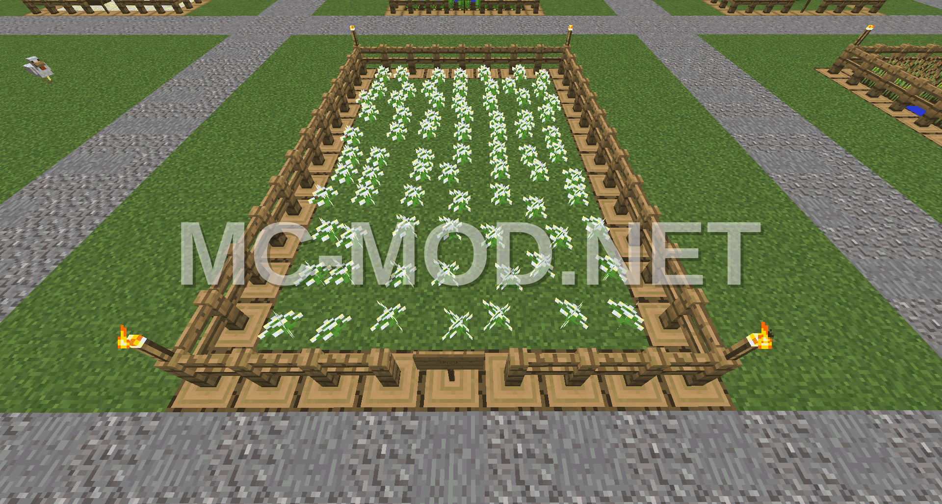 Azure Bluet Farm