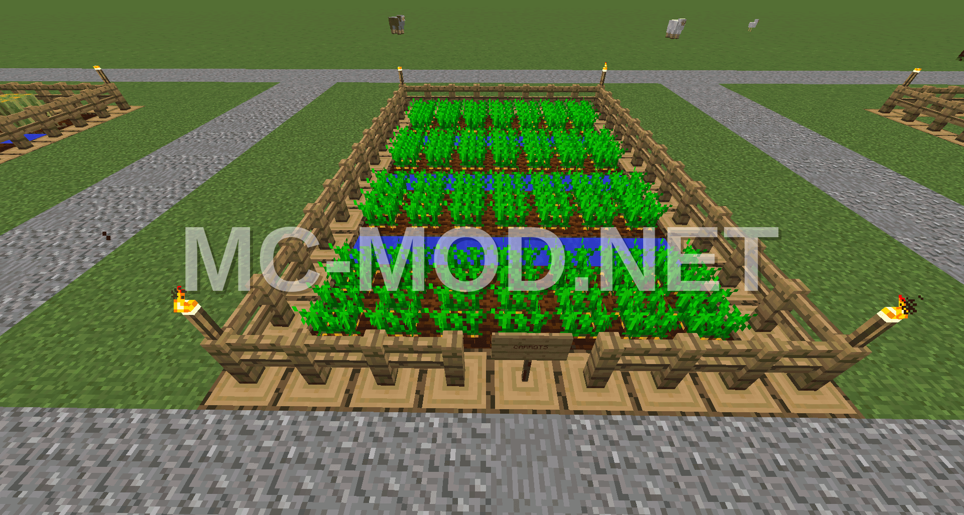 Carrot Farm Design