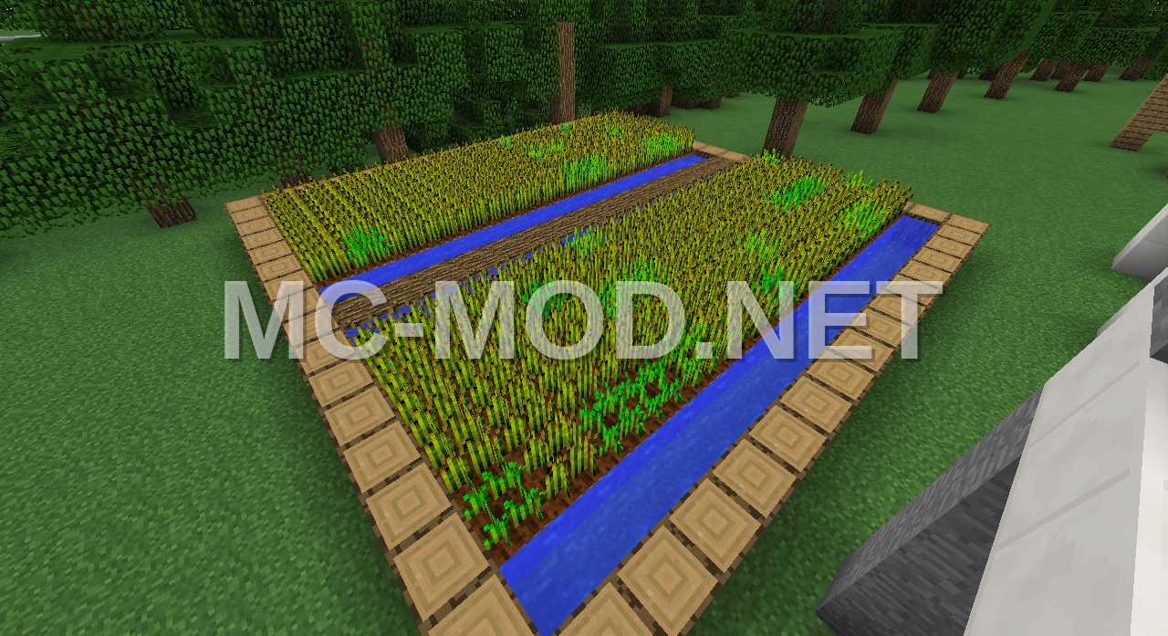 Feld