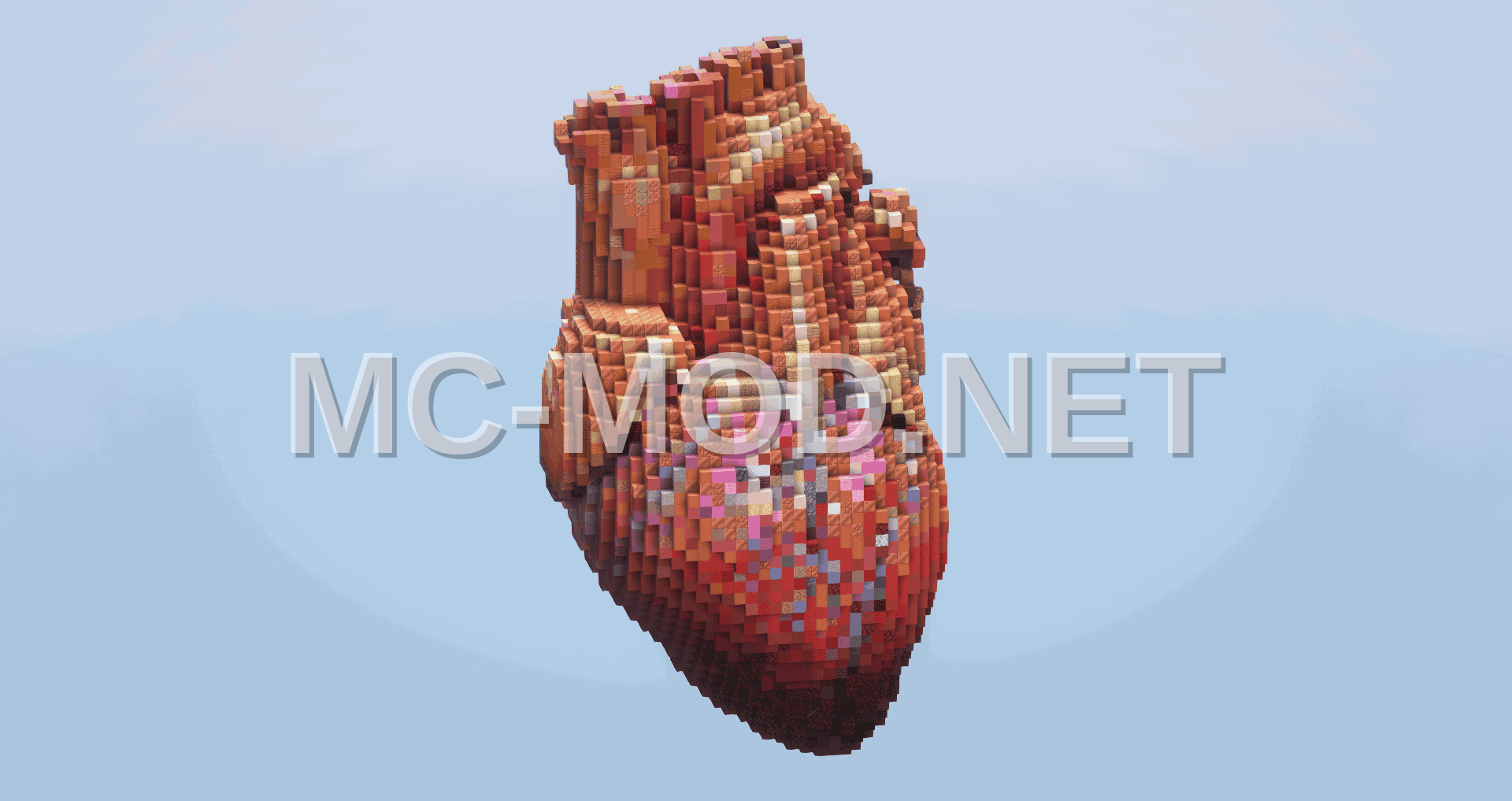 Human Heart Structure