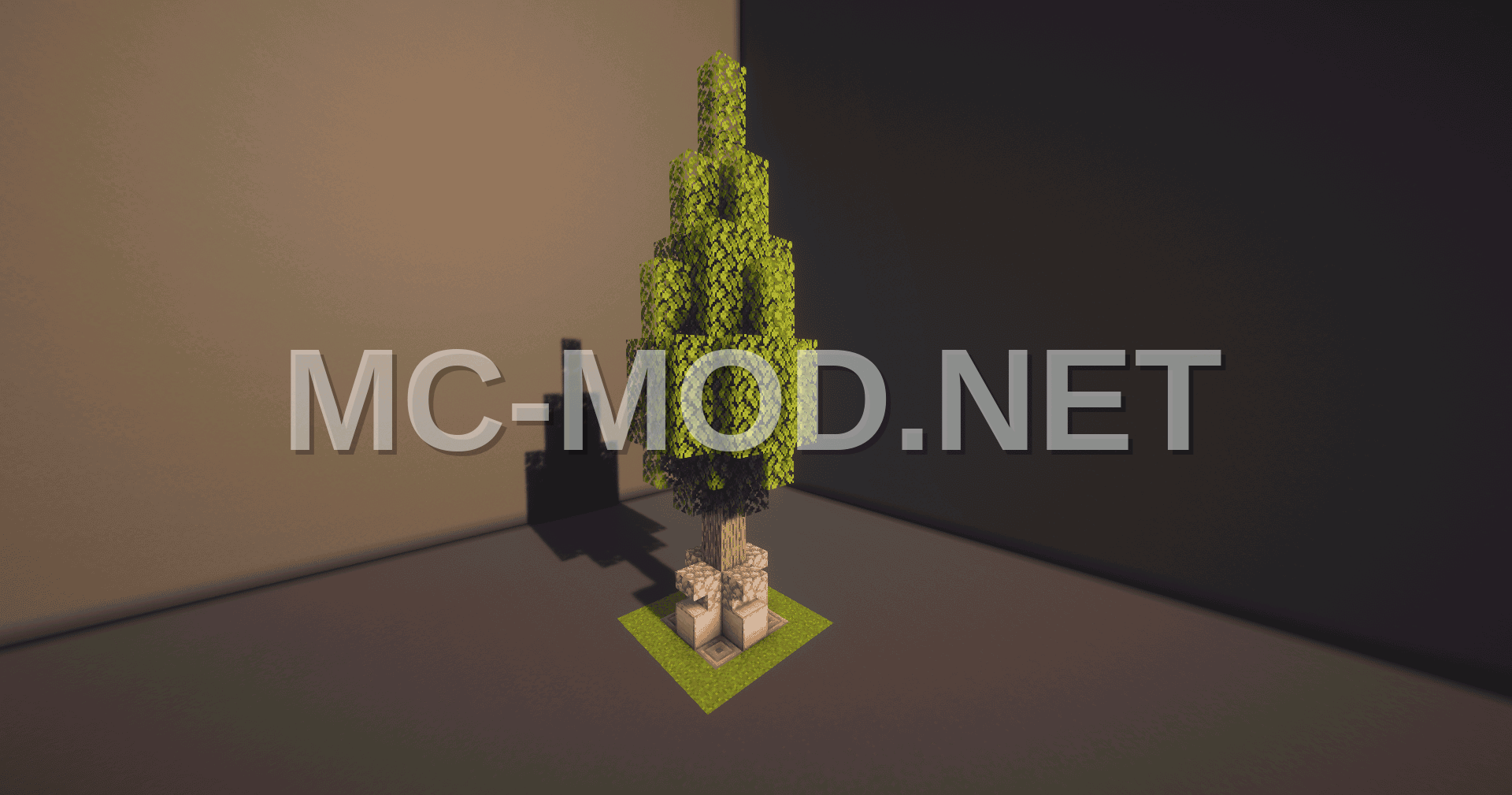 Small Cypress Tree