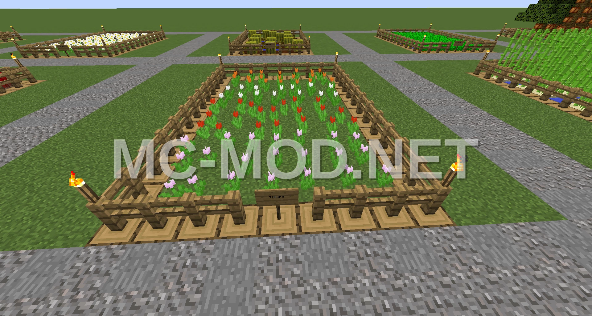 Tulip Flower Farm