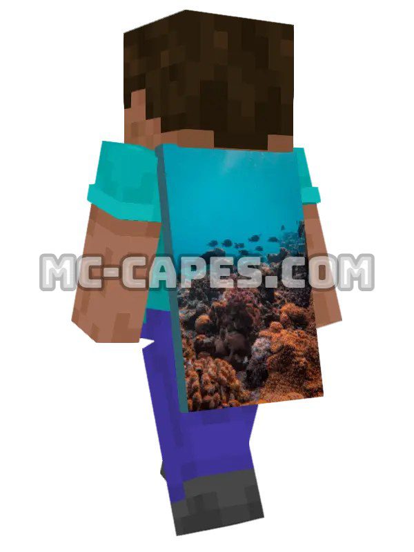 Coral Reef Life