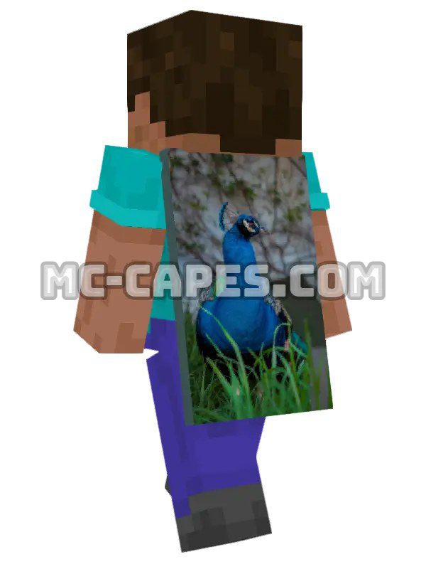 Peacock Display