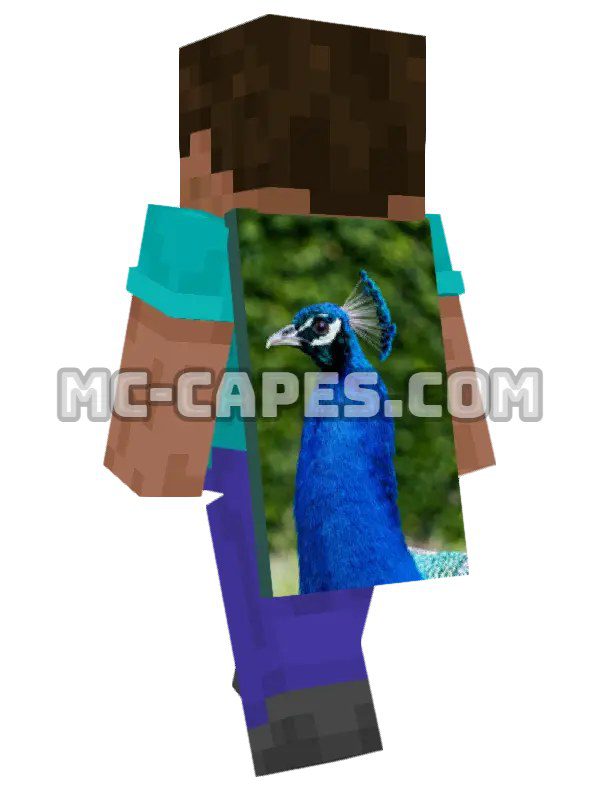 Blue Peacock
