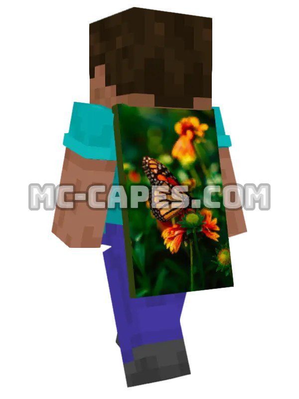 Butterfly on Flowers
