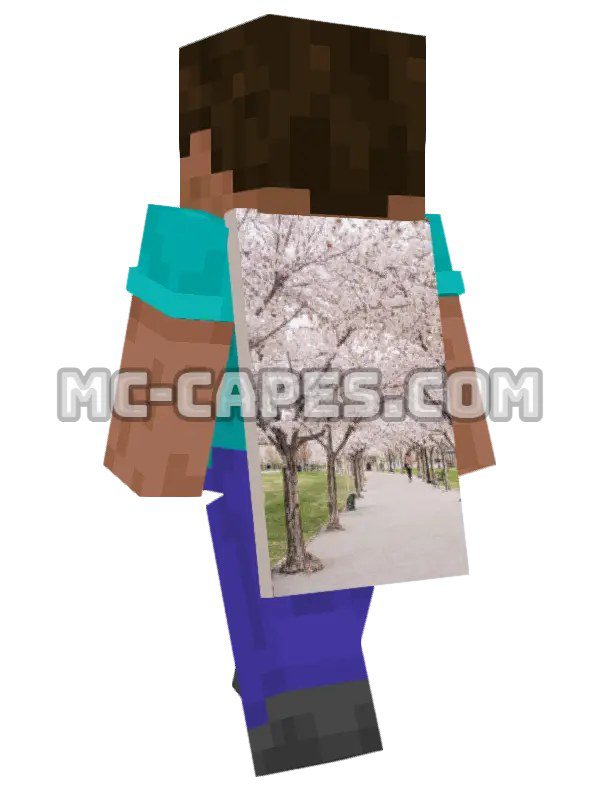 Cherry Blossom Walk