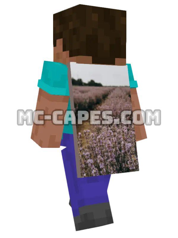 Lavender Field