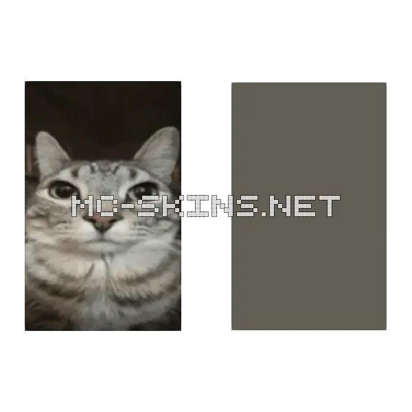 Tabby Cat Face
