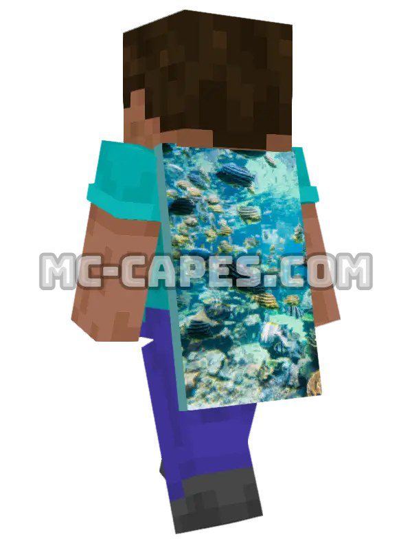 Tropical Fish Reef